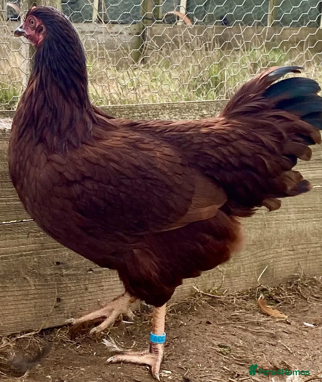 Chickens poultry for sale: Rhode Island Red - Advert 2