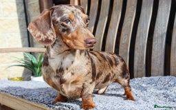 Miniature Dachshund dogs for sale: KC, PRAclear, licensed, health certificates  - Image 24