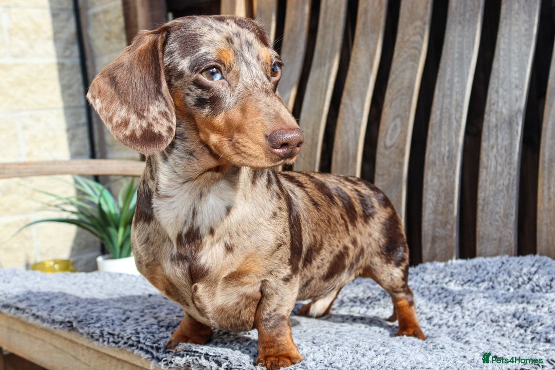 Miniature Dachshund dogs for sale: KC, PRAclear, licensed, health certificates  - Image 24
