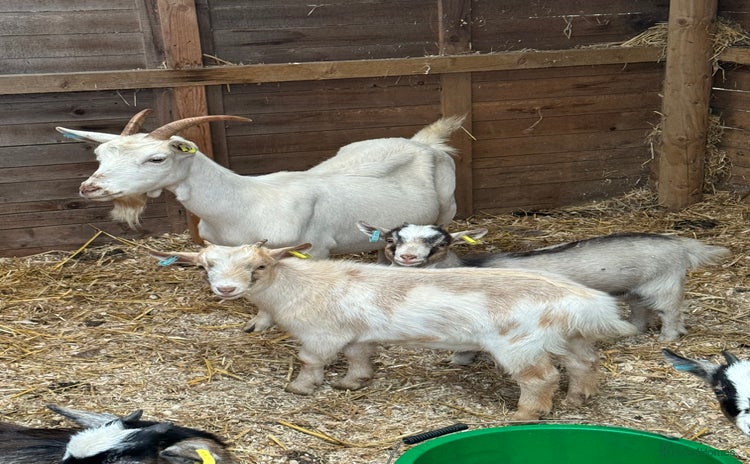 Goats livestock - Advert 1