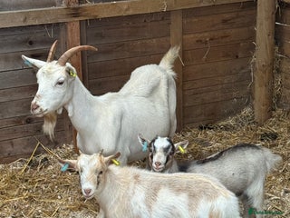 Goats livestock - Advert 18