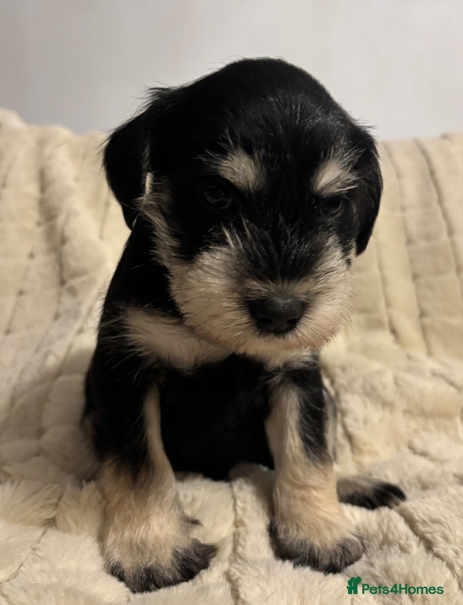 Miniature Schnauzer dogs KC Reg miniature Schnauzer puppies  - Advert 2