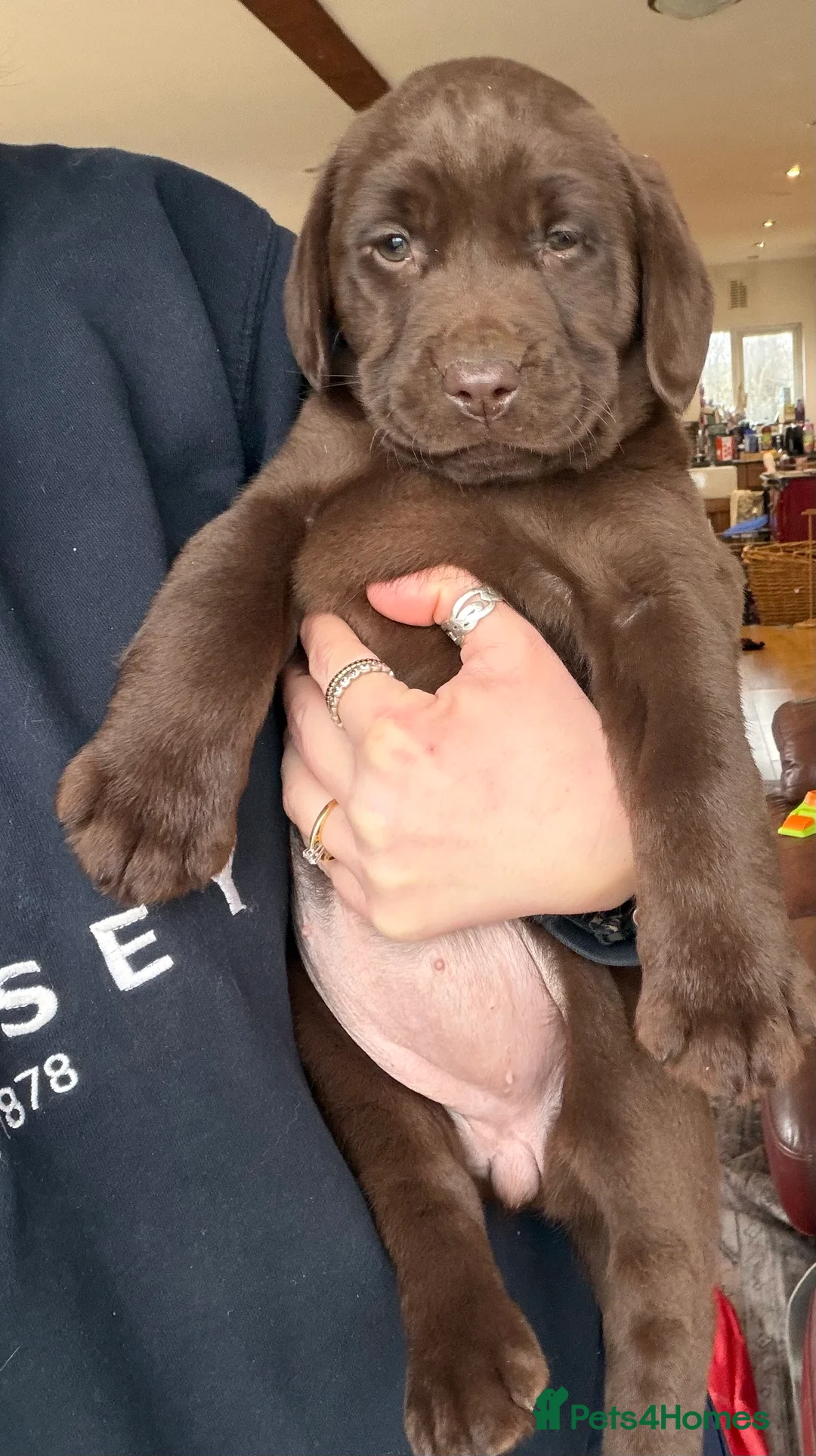 Labrador Retriever dogs for sale: Chocolate Labrador Puppies - Advert 2