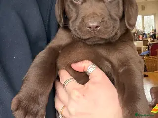 Labrador Retriever dogs Chocolate Labrador Puppies - Advert 4