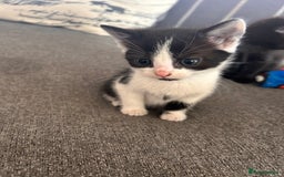 Domestic Shorthair cats for sale: Black and white shorthair kittens  - Image 6