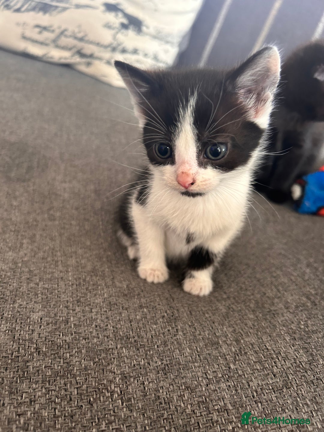Domestic Shorthair cats for sale: Black and white shorthair kittens  - Image 6