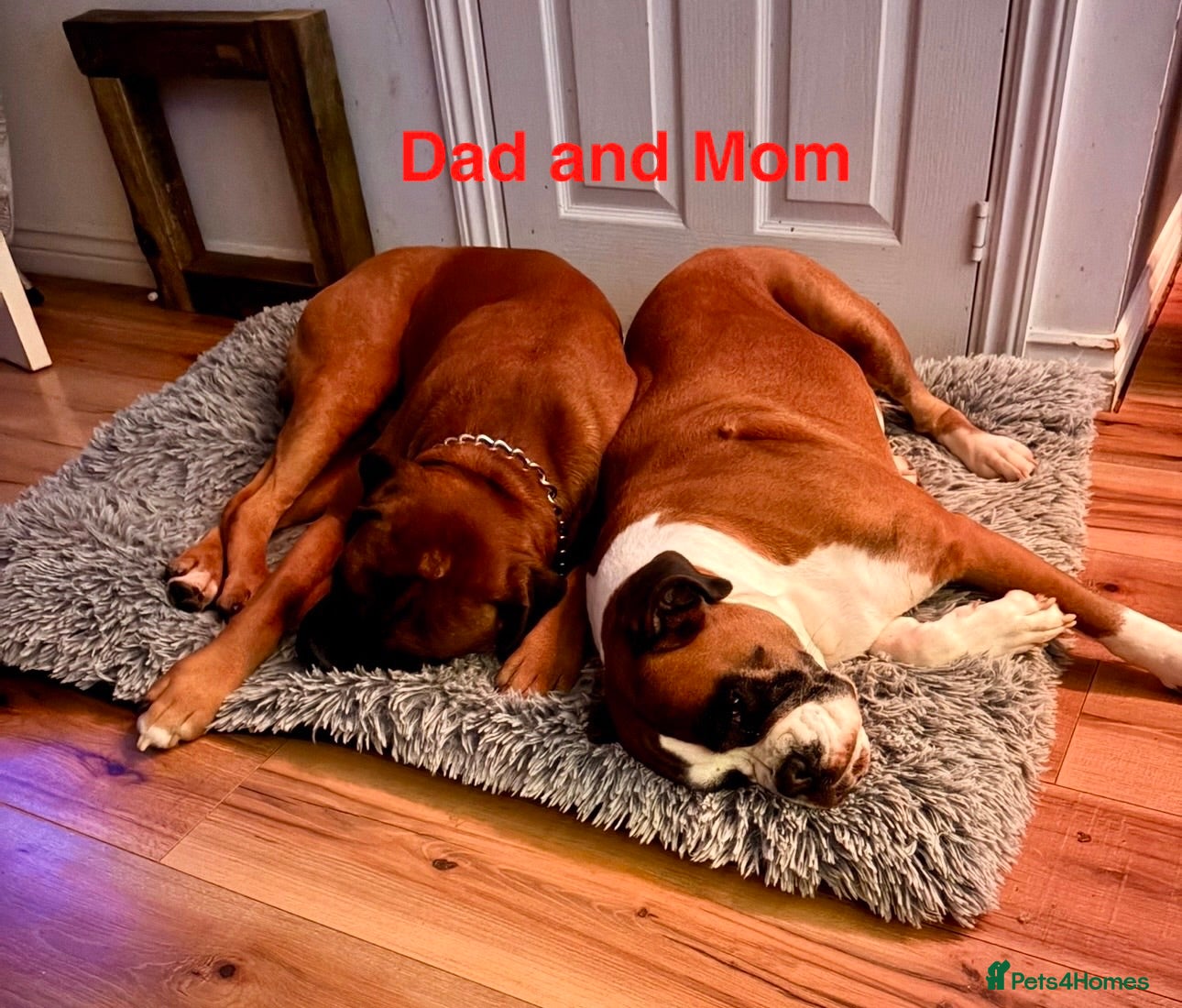 Boxer dogs Beautiful Red Boxer Puppies - Royal Kennel Club - Advert 3