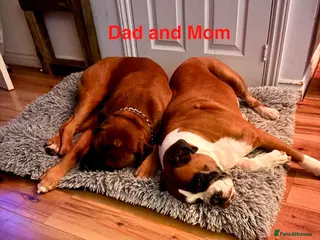 Boxer dogs Beautiful Red Boxer Puppies - Royal Kennel Club - Advert 3