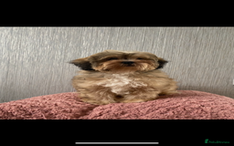 Shih Tzu dogs for sale: Shih tzu  - Image 4