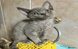 Devon Rex cats for sale: GCCF Registered Pedigree Devon Rex Kittens ❤️ in Leeds - Image 27