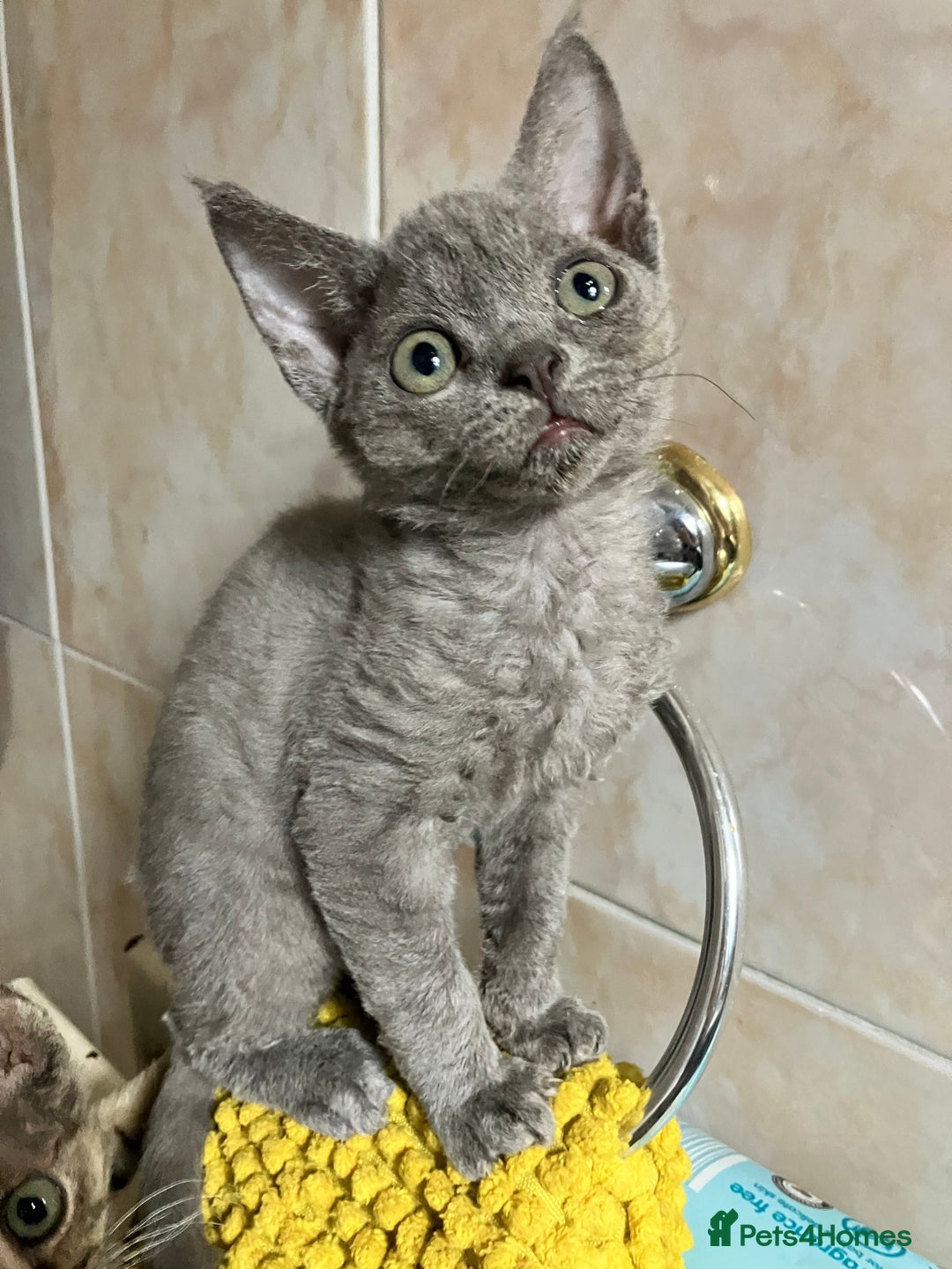 Devon Rex cats for sale: GCCF Registered Pedigree Devon Rex Kittens ❤️ in Leeds - Image 27