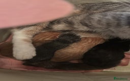 Domestic Shorthair cats for sale: Kittens for sale  - Image 2