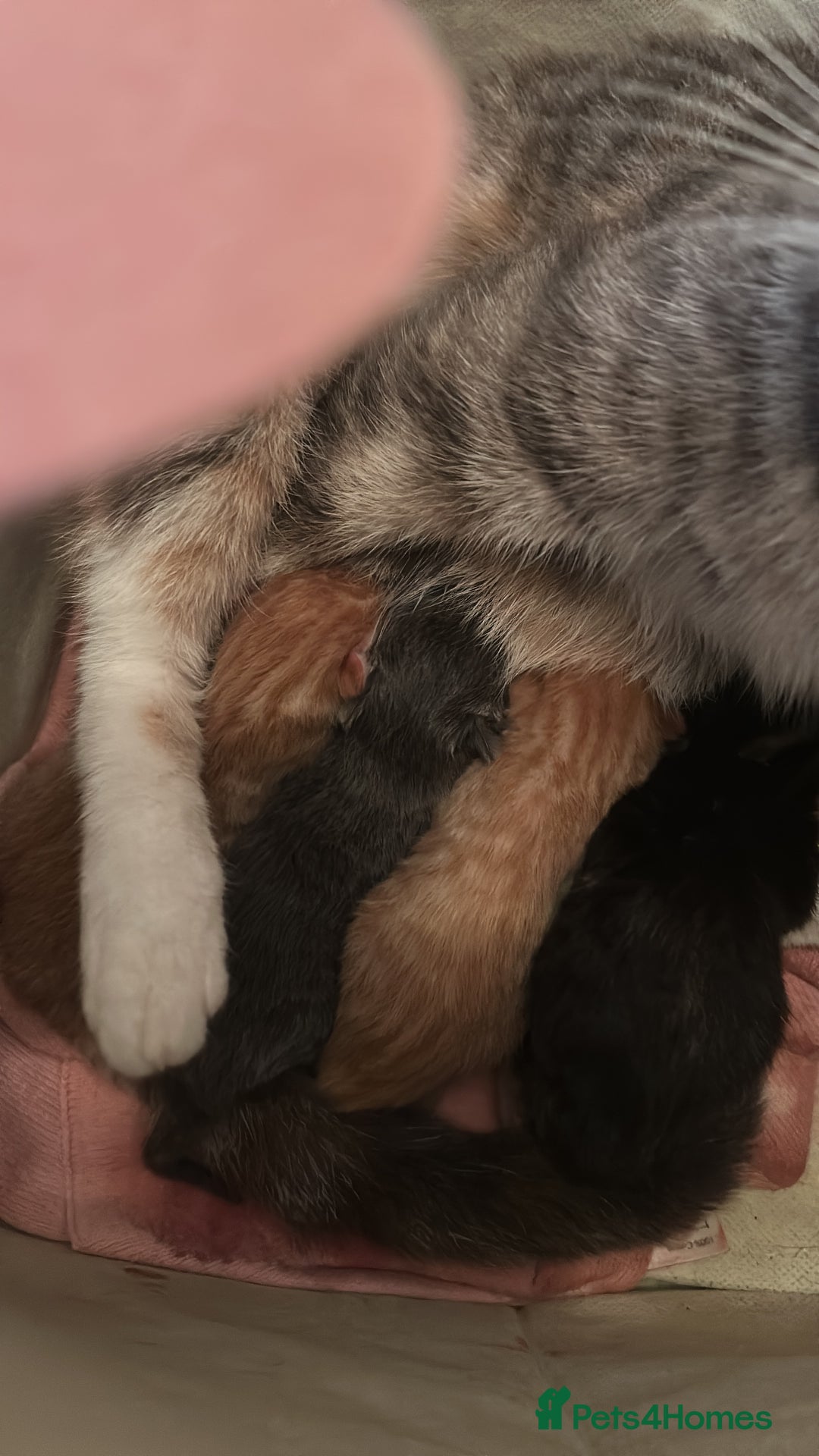 Domestic Shorthair cats for sale: Kittens for sale  - Image 2