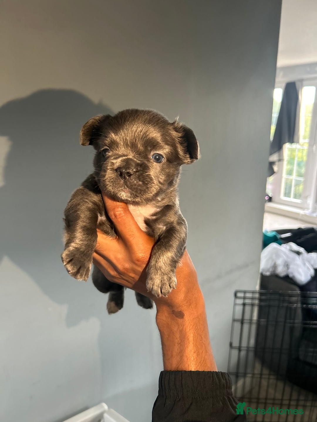French Bulldog dogs for sale: Two, 10 Week Fluffy French Bulldogs  - Advert 12
