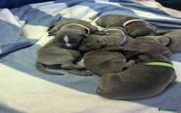 Mixed Breed dogs for sale: Blue staffy x classic bully Puppies 🐶 💙  - Image 4