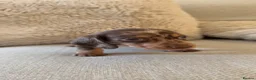 Miniature Dachshund dogs for sale: 5 beautiful miniature dachshund puppies for sale  - Advert 10