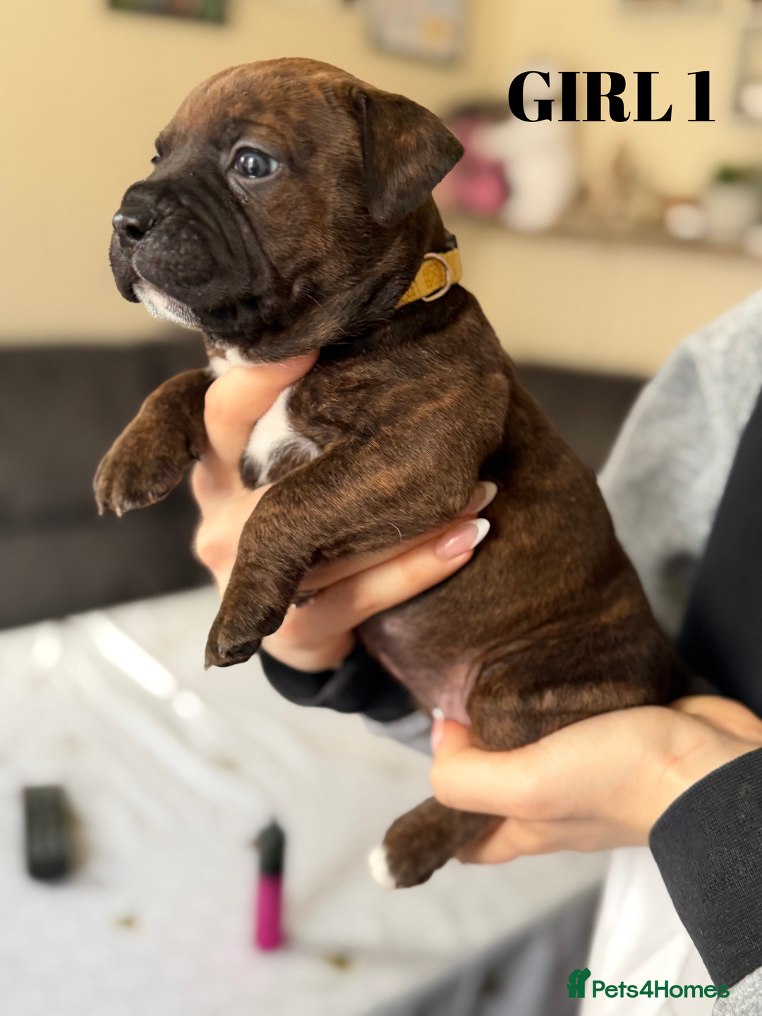 Staffordshire Bull Terrier dogs for sale: Precious Puppies Ready to Join Your Family - Advert 8