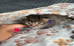 Domestic Shorthair cats for sale: 8 Bundles of joy - Image 8