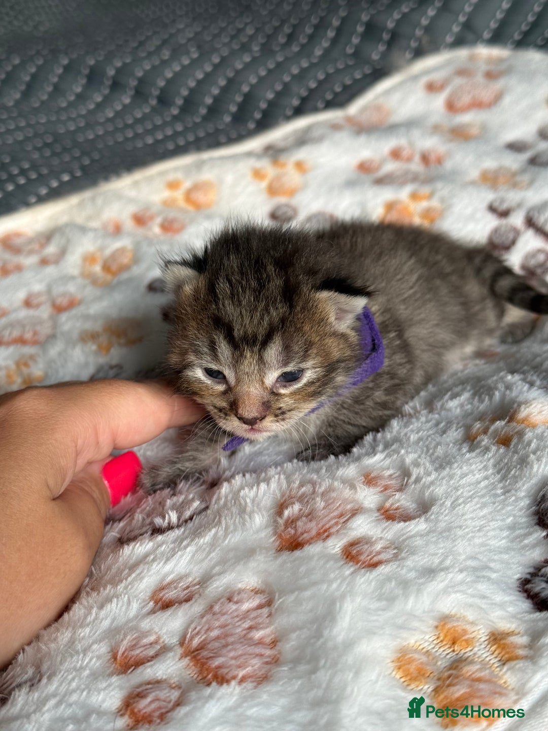 Domestic Shorthair cats for sale: 8 Bundles of joy - Image 8