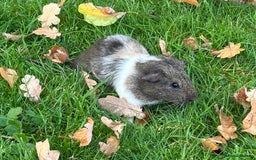 Guinea Pig rodents for sale: Female Guinea Pigs  - Image 4