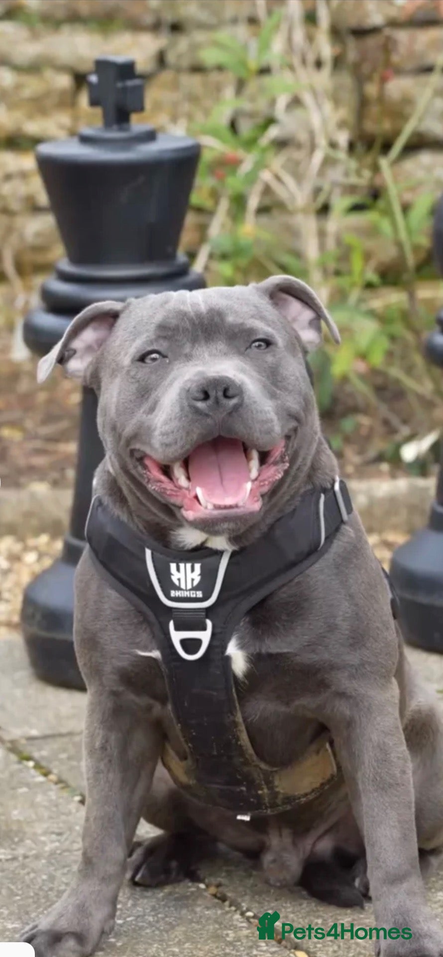 Staffordshire Bull Terrier dogs KC Staffy Puppies - Advert 2
