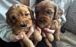Cockapoo dogs for sale: Adorable F1B puppies born weekly pictures progress - Image 3