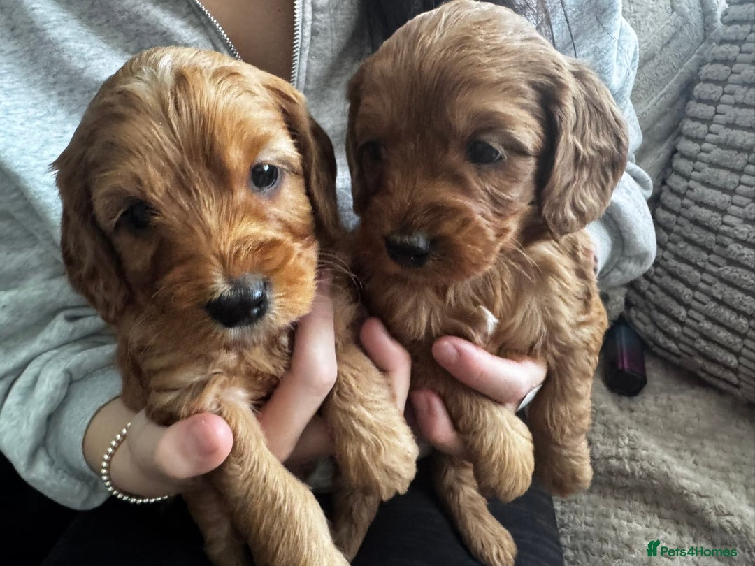 Cockapoo dogs for sale: Adorable F1B puppies born weekly pictures progress - Image 3