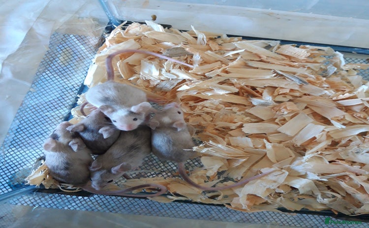 Mouse rodents in Manchester - Advert 17