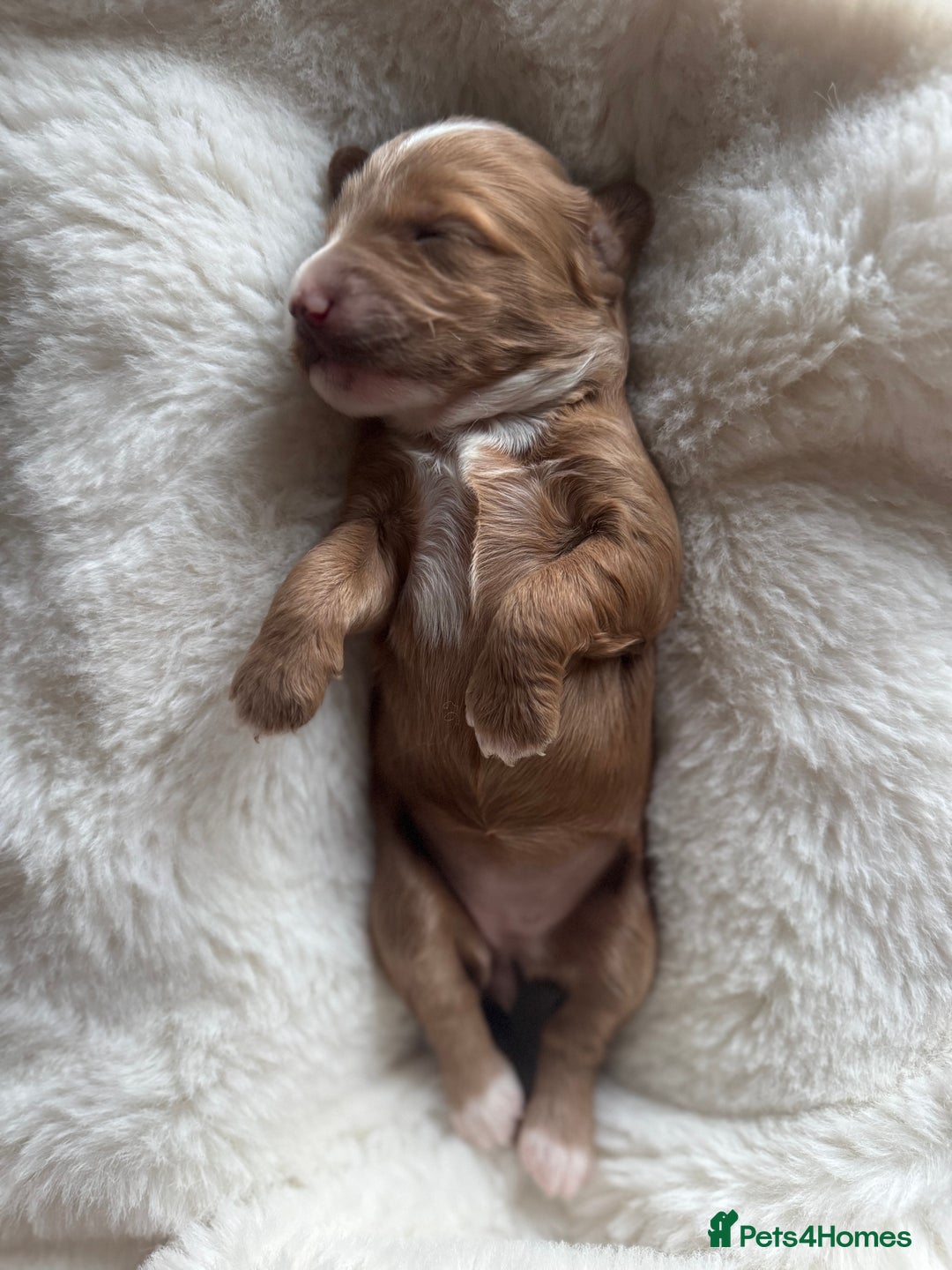 Australian Labradoodle dogs for sale: Australian Labdoodle  - Image 6