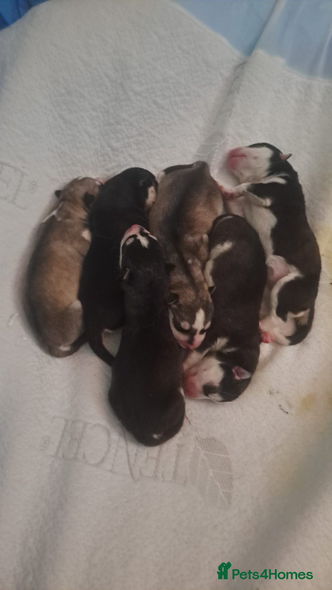 Siberian Husky dogs for sale: Six gorgeous husky pups - Image 1