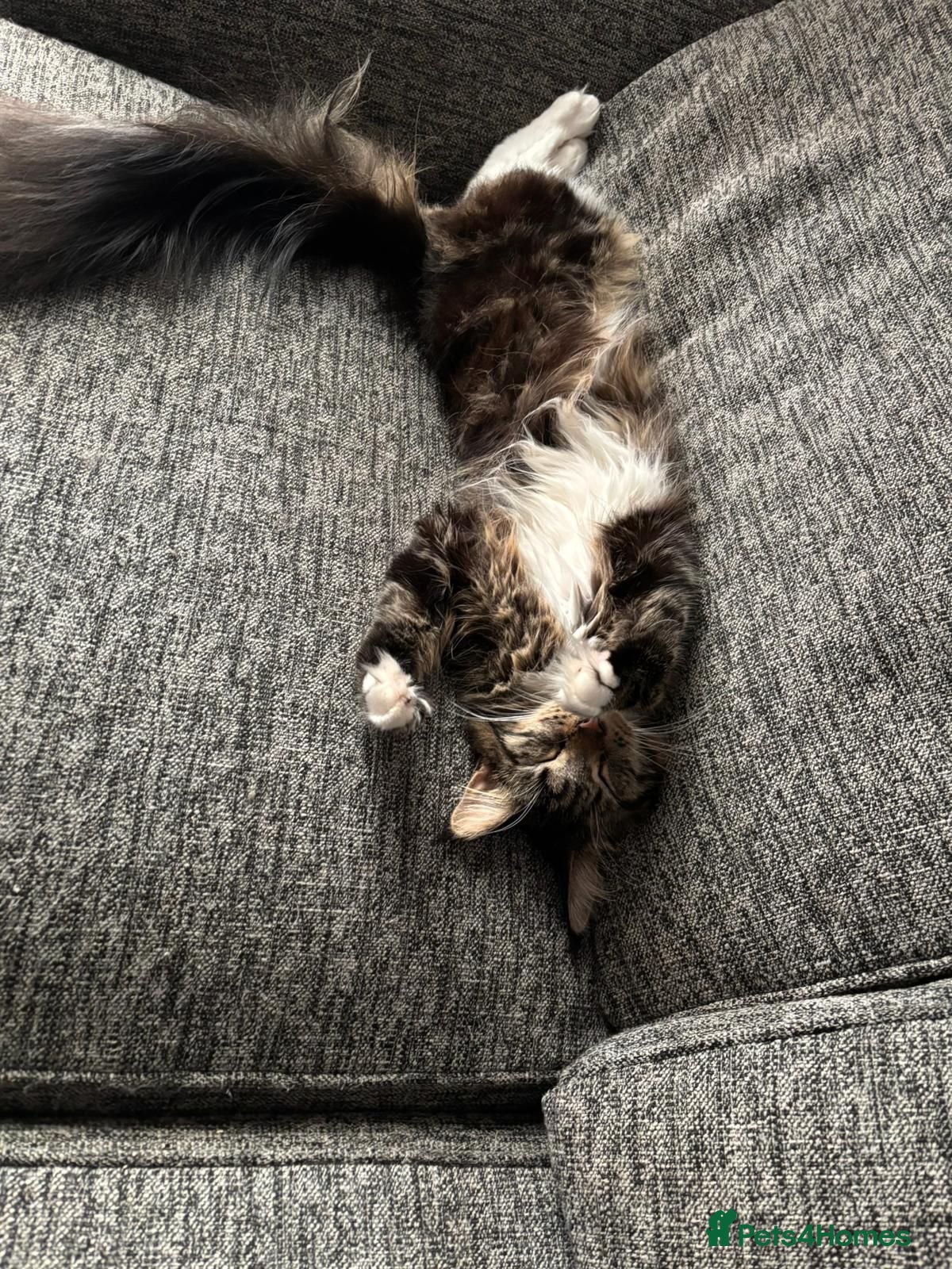 Maine Coon cats GCCF Maine Coone kittens, tested, vacc, vet check - Advert 1