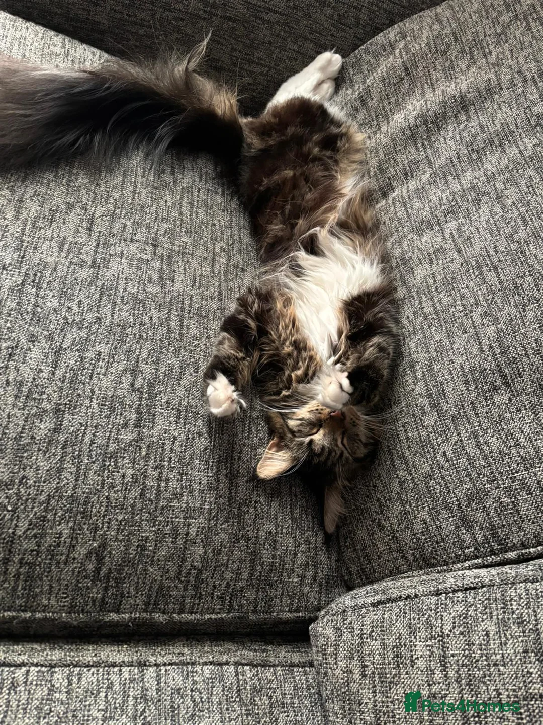 Maine Coon cats for sale: GCCF Maine Coone kittens, tested, vacc, vet check - Advert 1