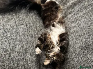 Maine Coon cats GCCF Maine Coone kittens, tested, vacc, vet check - Advert 1