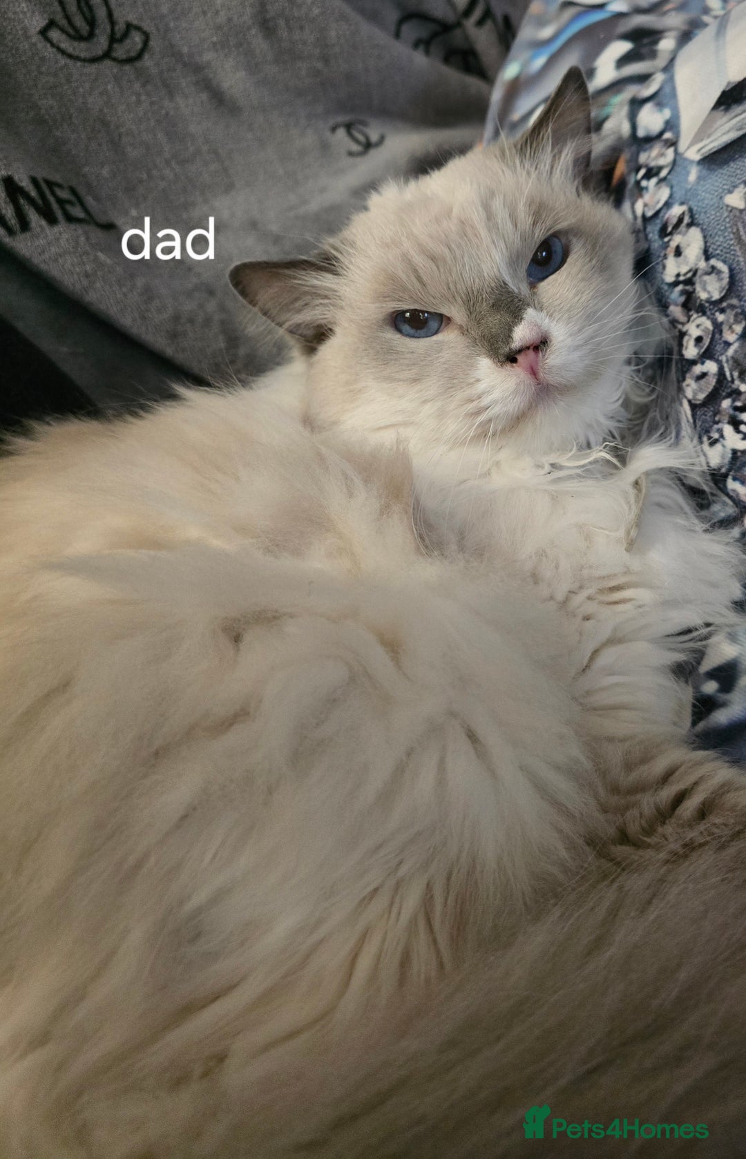 Ragdoll cats for sale: 3 ragdoll kittens  - Image 3