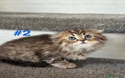Scottish Fold cats for sale: Adorable Scottish Fold Kittens Ready for New Homes - Image 10