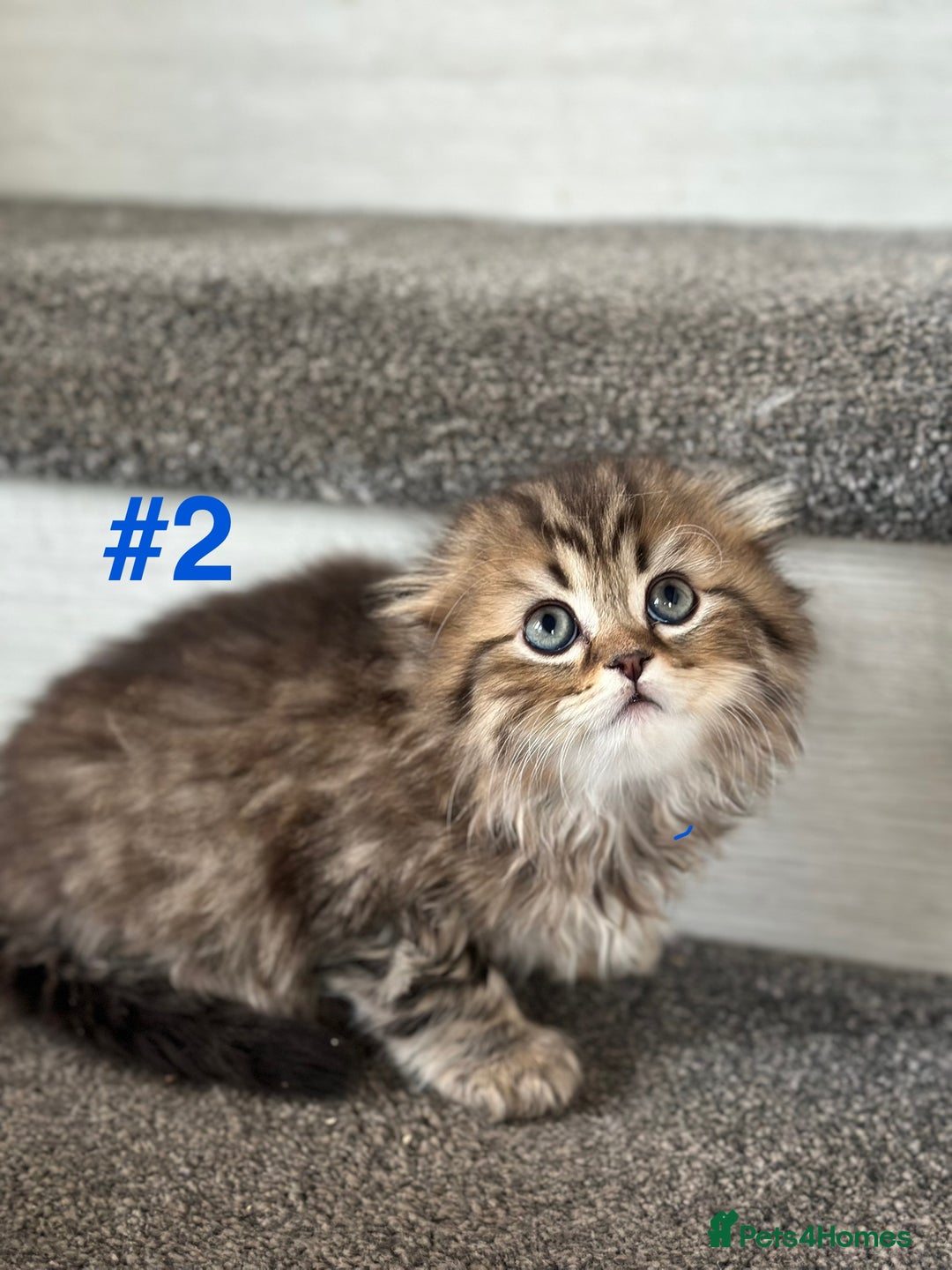 Scottish Fold cats for sale: Adorable Scottish Fold Kittens Ready for New Homes - Image 10
