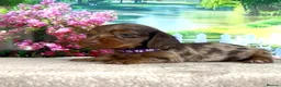 Miniature Dachshund dogs for sale: KC long haired dachshunds - Advert 1