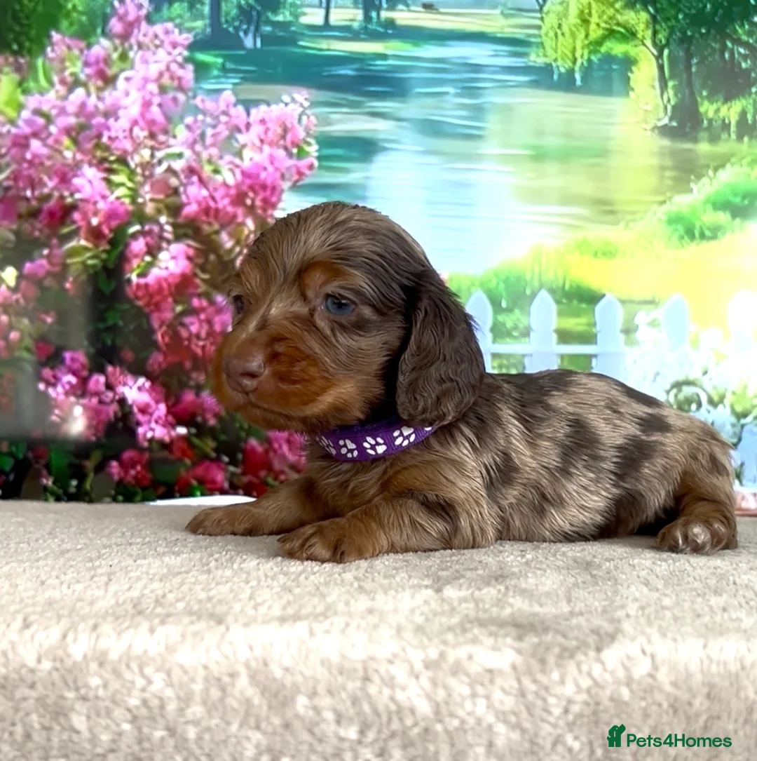 Miniature Dachshund dogs for sale: KC long haired dachshunds - Advert 1