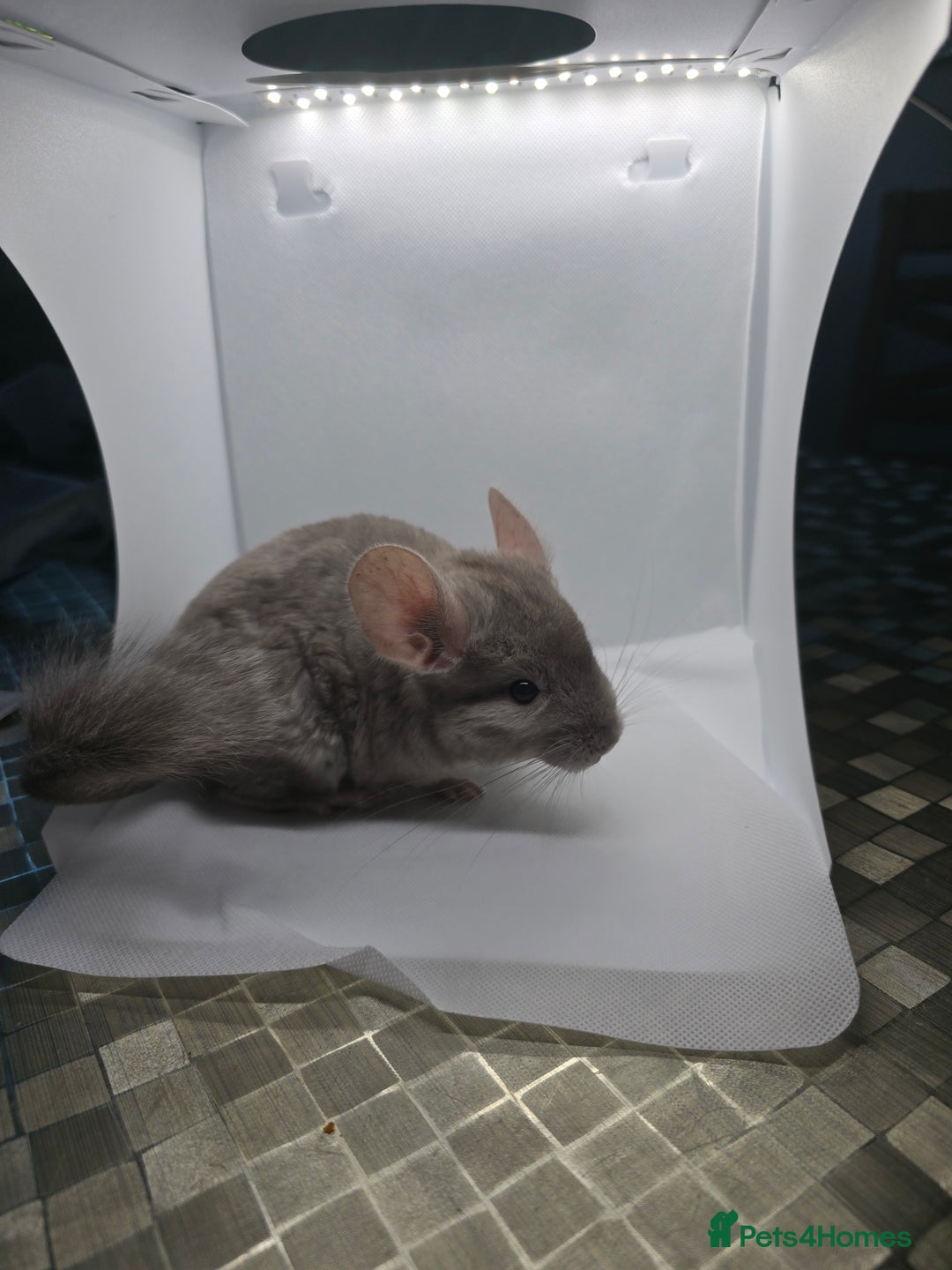 Chinchilla rodents for sale: Gorgeous Hetero beige and standard  kits  - Image 3