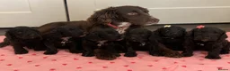 Cockapoo dogs for sale: Beautiful f1 cockerpoo puppies for sale  in Maidenhead - Advert 1