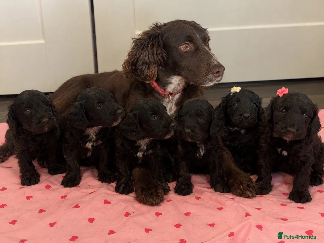 Cockapoo dogs for sale: Beautiful f1 cockerpoo puppies for sale  in Maidenhead - Advert 1