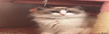 Ragdoll 1