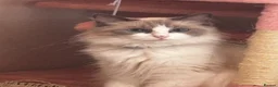 Ragdoll cats for sale: Mini the ragdoll  - Advert 4