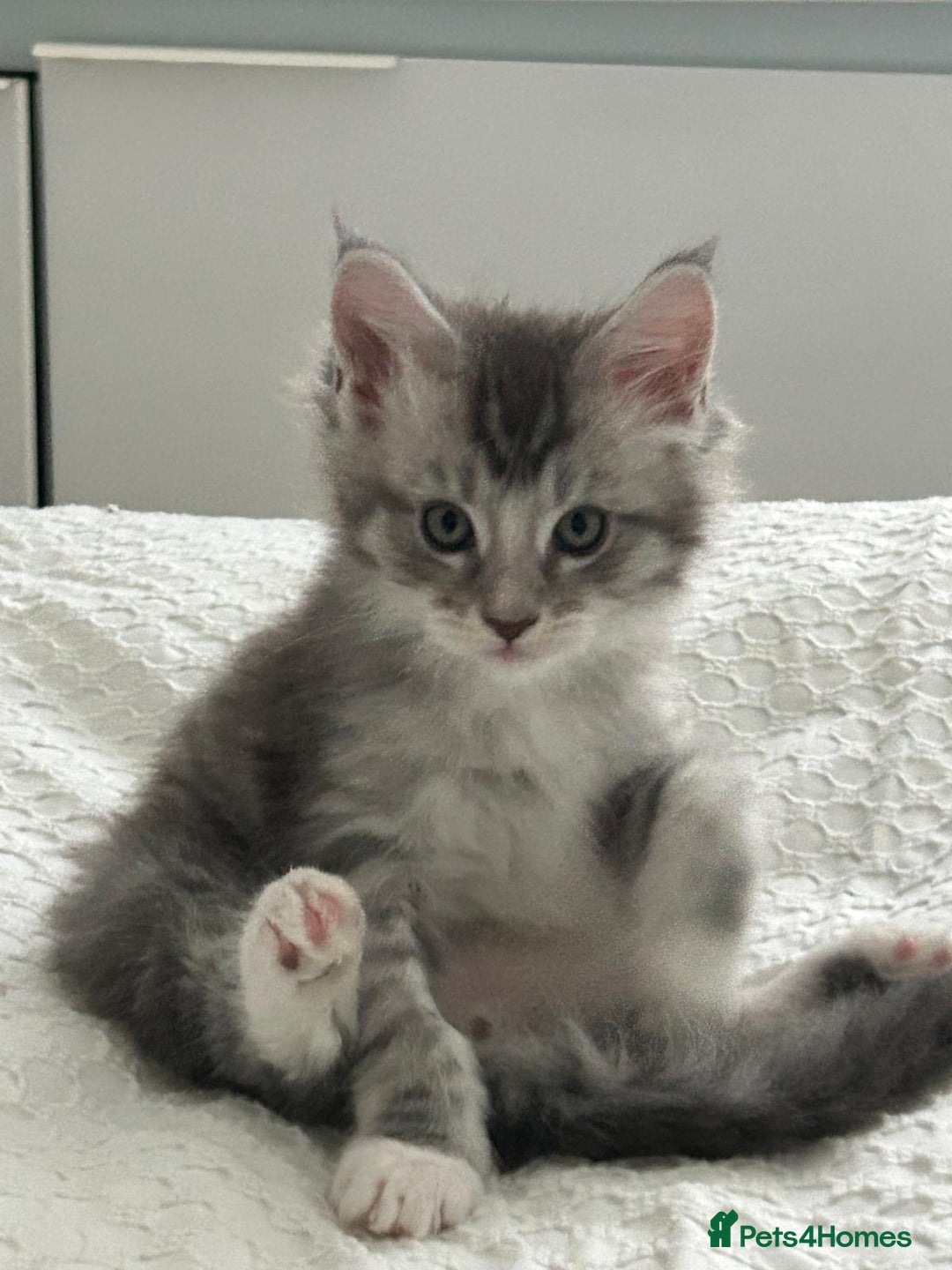 Maine Coon cats for sale: Gorgeous TICA Maine Coon Kittens - Advert 4