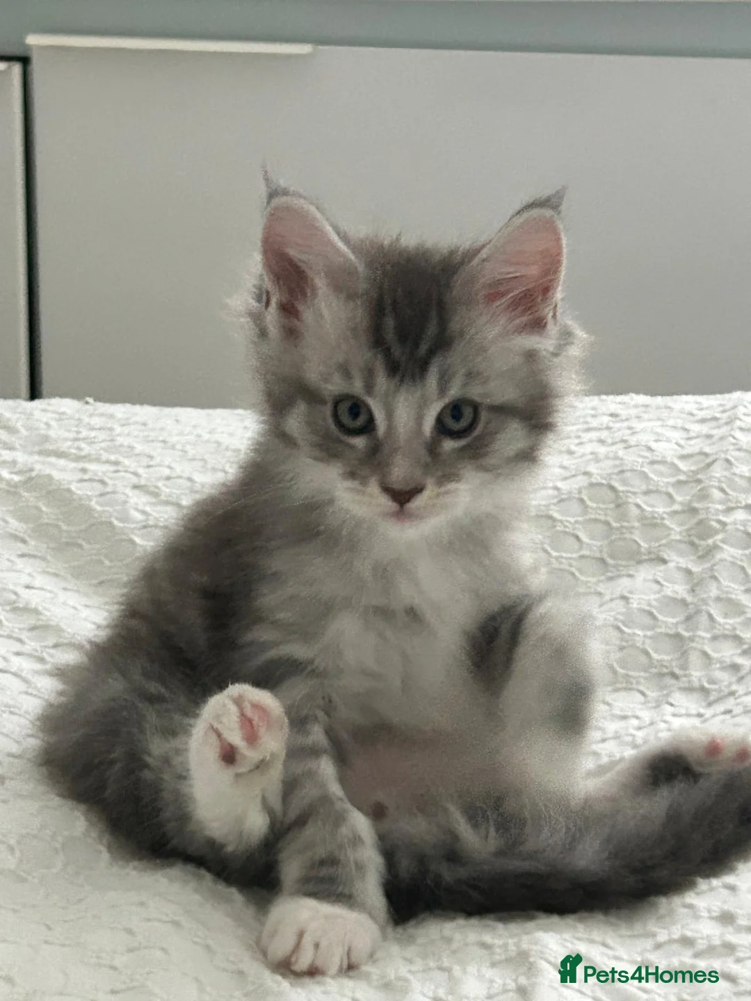 Maine Coon cats for sale: Last male TICA Pedigree Maine Coon Kitten - Advert 18
