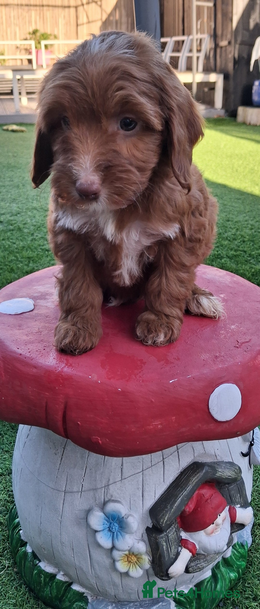 Cockapoo dogs for sale: ** LAST ADORABLE CURLY BLACK & WHITE COCKAPOOS **  - Advert 19
