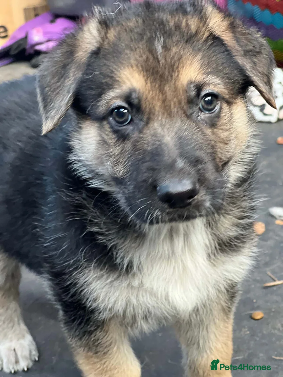 German Shepherd dogs for sale: Stunning German Shepherd Puppies for sale - Advert 4