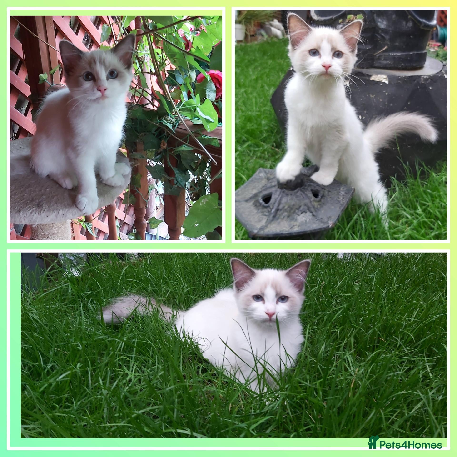 Ragdoll cats RAGDOLL BICOLOUR GIRL BLUE EYES READY NOW  - Advert 2