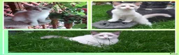 Ragdoll cats for sale: RAGDOLL BICOLOUR GIRL BLUE EYES READY NOW  - Advert 1
