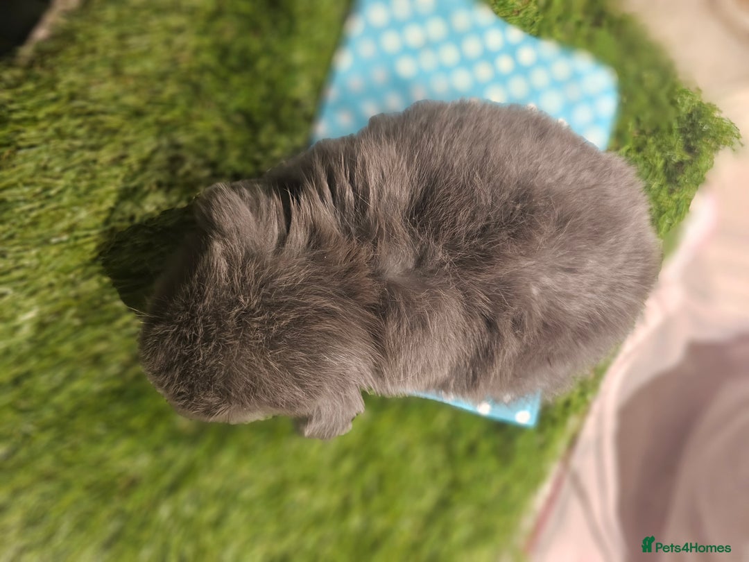 Mini Lop rabbits for sale: Pure Mini Lop Babies  - Advert 6